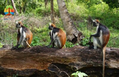 Jozani Forest zanzibar safari tour monkeys of The Jozani Chwaka Bay National Park