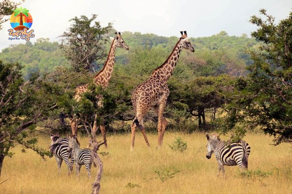 Selous game National Park from Zanzibar