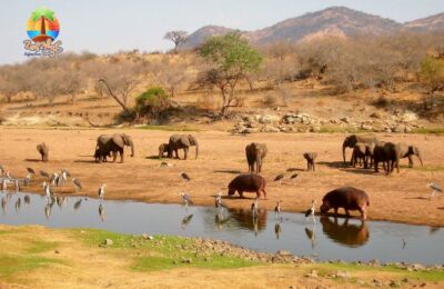 Selous National Park Safari Tour from Zanzibar by Flight 2 day , African wildlife selous national park tanzania