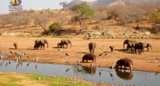 Selous National Park Safari Tour from Zanzibar by Flight 2 day , African wildlife selous national park tanzania