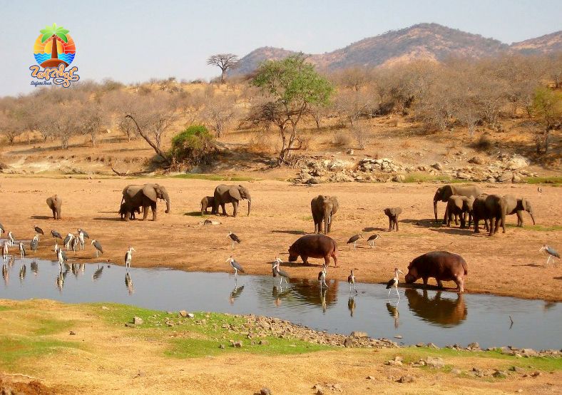 Selous National Park Safari Tour from Zanzibar by Flight 2 day , African wildlife selous national park tanzania