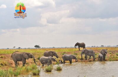 Mikumi National Park Safari Tour 2 -day by Flight