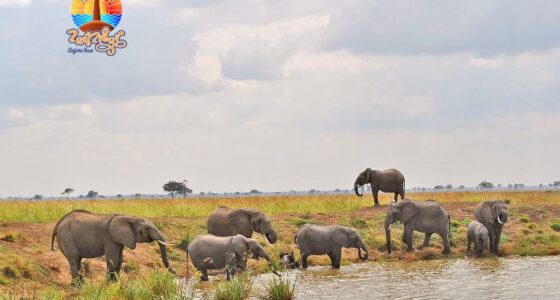 Mikumi National Park Safari Tour 2 -day by Flight