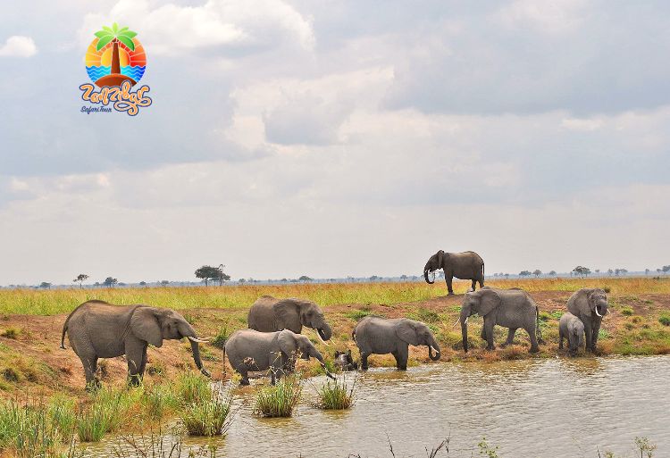  Mikumi National Park Safari Tour 2 -day by Flight