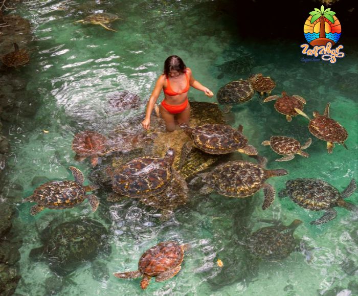 Nungwi Baraka Aquarium Turtle Experience